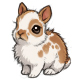 A Wittle Cream Pied Bunny