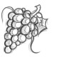 grape_sketch.jpg