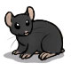 Timber the Black Hamster