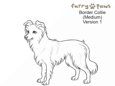 Medium Coat Border Collie